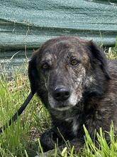DANA, Hund, Mischlingshund in Italien - Bild 4