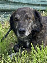 DANA, Hund, Mischlingshund in Italien - Bild 5