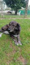 DANA, Hund, Mischlingshund in Italien - Bild 7