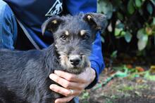 BRANDYON, Hund, Jagdterrier-Mix in Italien