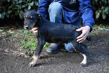 BRANDYON, Hund, Jagdterrier-Mix in Italien - Bild 2