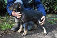 BRANDYON, Hund, Jagdterrier-Mix in Italien - Bild 4