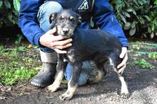 BRANDYON, Hund, Jagdterrier-Mix in Italien - Bild 5
