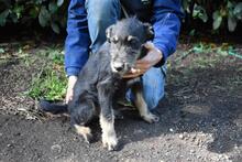 BRANDYON, Hund, Jagdterrier-Mix in Italien - Bild 6