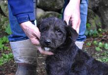 BOYKO, Hund, Jagdterrier-Mix in Italien
