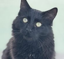 ALMA, Katze, Langhaar-Mix in Spanien - Bild 1