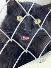 ALMA, Katze, Langhaar-Mix in Spanien - Bild 10