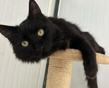 ALMA, Katze, Langhaar-Mix in Spanien - Bild 11