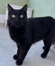 ALMA, Katze, Langhaar-Mix in Spanien - Bild 12
