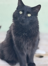 ALMA, Katze, Langhaar-Mix in Spanien - Bild 2