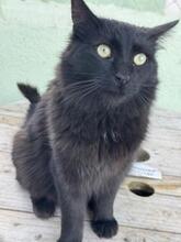 ALMA, Katze, Langhaar-Mix in Spanien - Bild 4