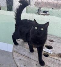 ALMA, Katze, Langhaar-Mix in Spanien - Bild 5