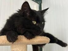 ALMA, Katze, Langhaar-Mix in Spanien - Bild 7