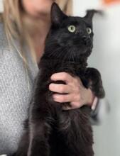 ALMA, Katze, Langhaar-Mix in Spanien - Bild 8