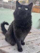 ALMA, Katze, Langhaar-Mix in Spanien - Bild 9