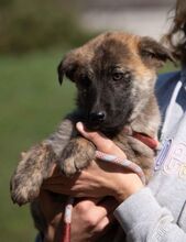 AGLARANNA, Hund, Mischlingshund in Ungarn - Bild 1