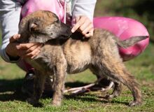 AGLARANNA, Hund, Mischlingshund in Ungarn - Bild 3