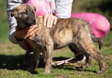 AGLARANNA, Hund, Mischlingshund in Ungarn - Bild 4