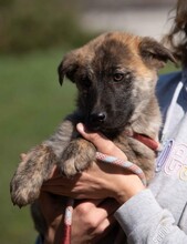 AGLARANNA, Hund, Mischlingshund in Ungarn - Bild 5