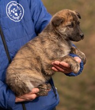 AGLARANNA, Hund, Mischlingshund in Ungarn - Bild 6