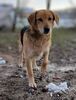AGLARANNA, Hund, Mischlingshund in Ungarn - Bild 7