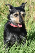 OSCAR, Hund, Foxterrier-Mix in Spanien - Bild 2
