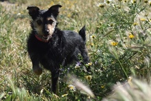 OSCAR, Hund, Foxterrier-Mix in Spanien - Bild 3