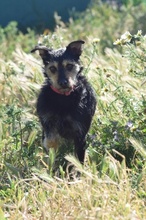 OSCAR, Hund, Foxterrier-Mix in Spanien - Bild 4