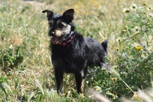 OSCAR, Hund, Foxterrier-Mix in Spanien - Bild 5
