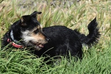 OSCAR, Hund, Foxterrier-Mix in Spanien - Bild 6
