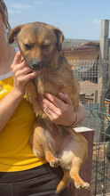 TINI, Hund, Mischlingshund in Rumänien - Bild 1