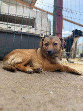 TINI, Hund, Mischlingshund in Rumänien - Bild 3