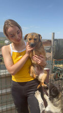 TINI, Hund, Mischlingshund in Rumänien - Bild 4