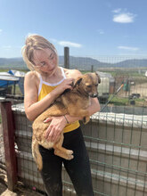 TINI, Hund, Mischlingshund in Rumänien - Bild 7