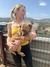 TINI, Hund, Mischlingshund in Rumänien - Bild 8