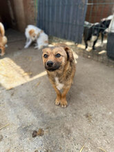 TINI, Hund, Mischlingshund in Kerpen