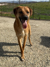 DIONA, Hund, Mischlingshund in Rumänien - Bild 1