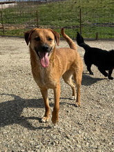 DIONA, Hund, Mischlingshund in Rumänien - Bild 2