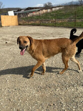 DIONA, Hund, Mischlingshund in Rumänien - Bild 3