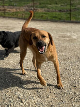 DIONA, Hund, Mischlingshund in Rumänien - Bild 5