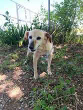 LUZ, Hund, Mischlingshund in Spanien - Bild 2