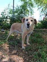 LUZ, Hund, Mischlingshund in Spanien - Bild 3