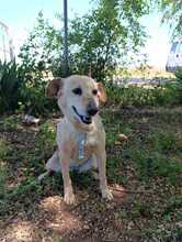 LUZ, Hund, Mischlingshund in Spanien - Bild 4
