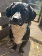 PABLO, Hund, Mischlingshund in Rumänien - Bild 1