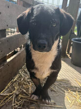 PABLO, Hund, Mischlingshund in Rumänien - Bild 4