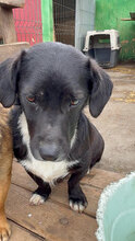 PABLO, Hund, Mischlingshund in Rumänien - Bild 5
