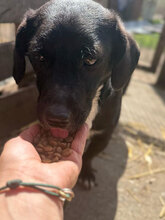 PABLO, Hund, Mischlingshund in Rumänien - Bild 6
