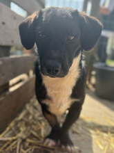 PABLO, Hund, Mischlingshund in Rumänien - Bild 7