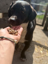 PABLO, Hund, Mischlingshund in Rumänien - Bild 8