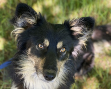RONIN, Hund, Mischlingshund in Hannover - Bild 1